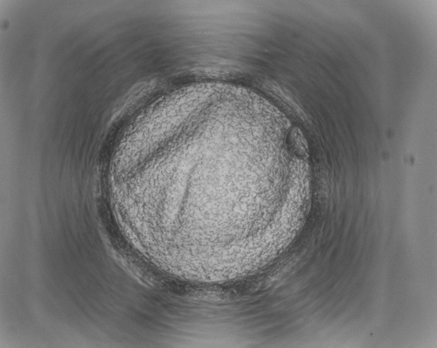 X0000080730738200701051058