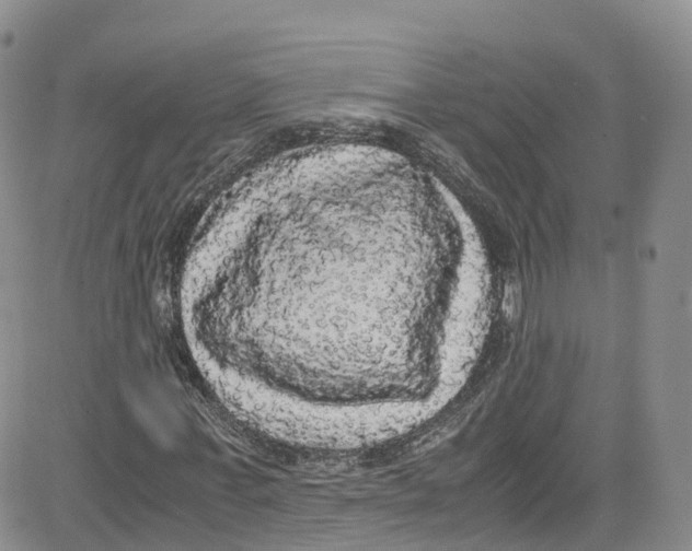 X0000080730771200701051058