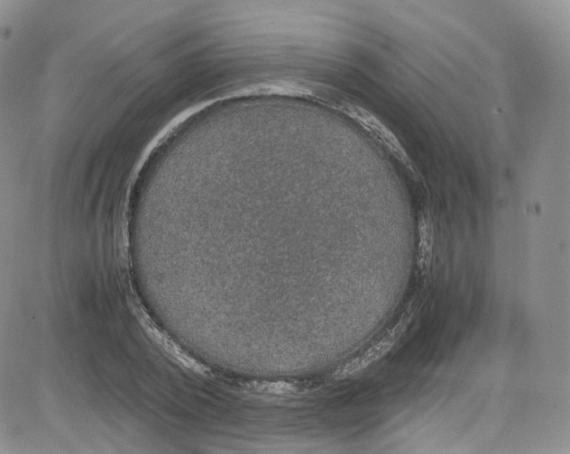 X0000080730784200701051058