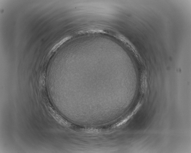 X0000080730785200701051058