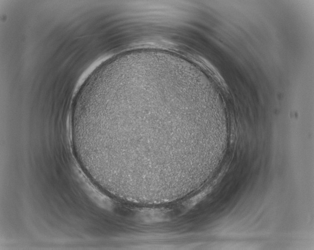 X0000080730796200701051058