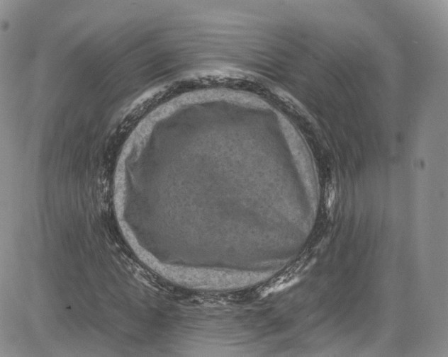 X0000080730822200701051057