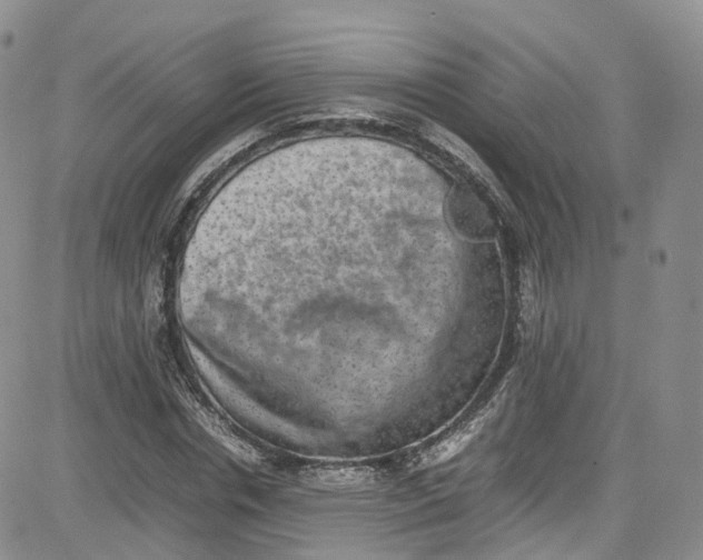 X0000080730826200701051057