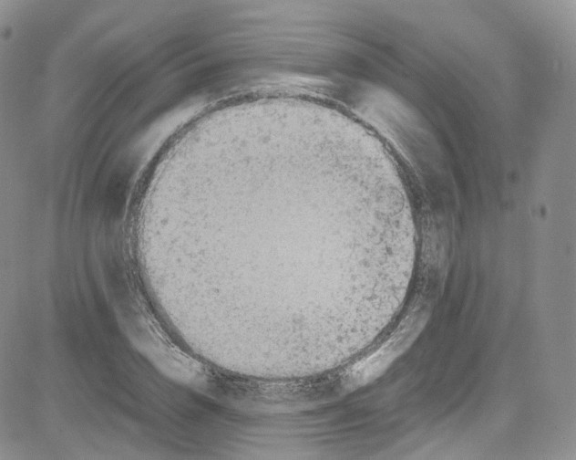 X0000080730832200701051057