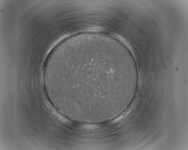 X0000080730835200701051057