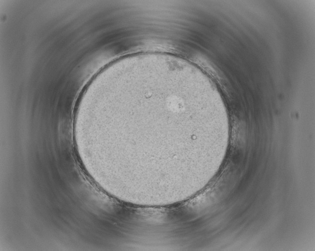 X0000080730836200701051057