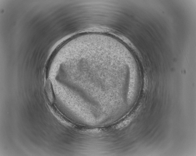 X0000080730838200701051057