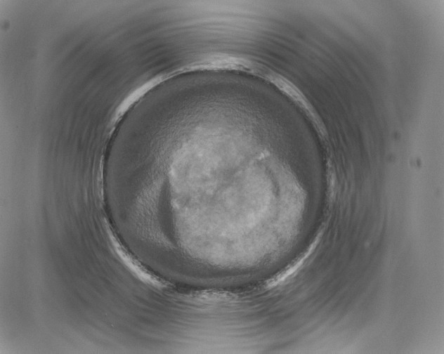 X0000080730842200701051057