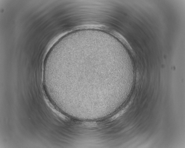 X0000080730844200701051057