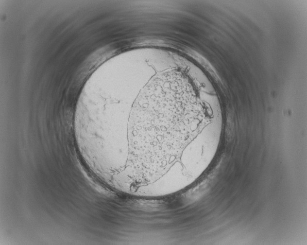 X0000080730849200701051057