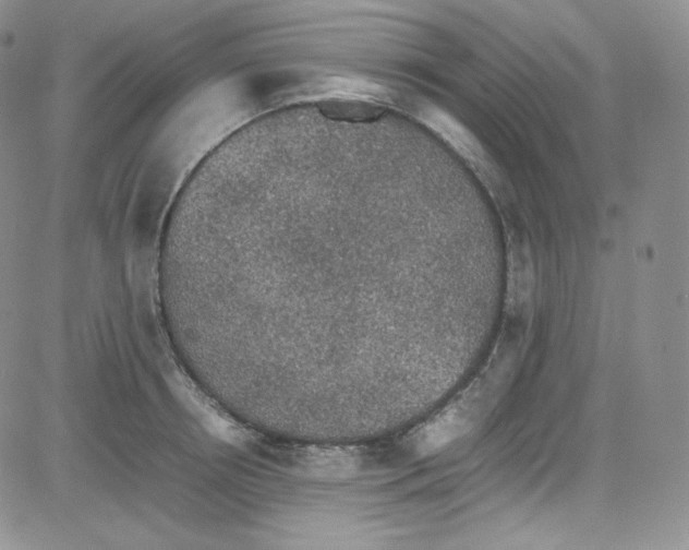 X0000080730850200701051057