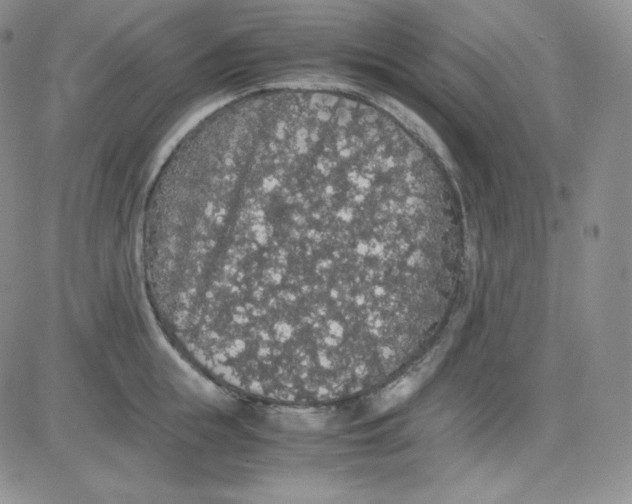 X0000080730855200701051057