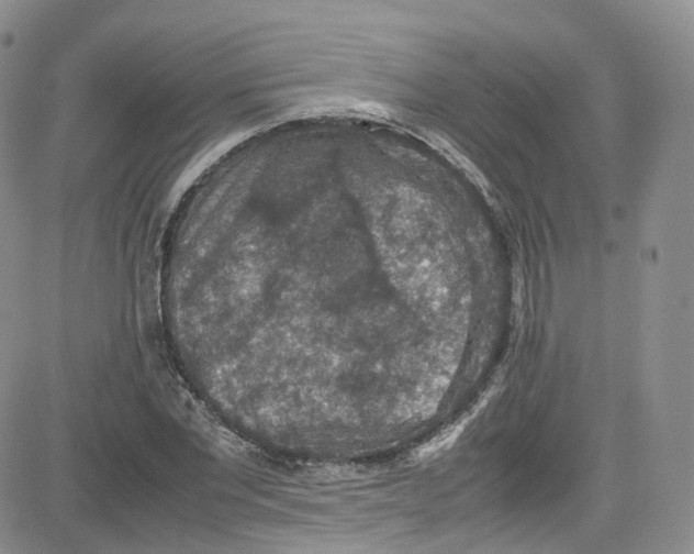 X0000080730877200701051056