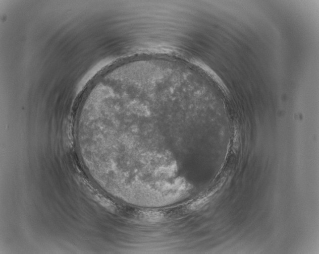 X0000080730878200701051056