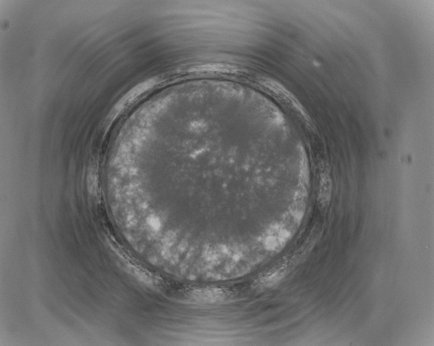 X0000080730882200701051056