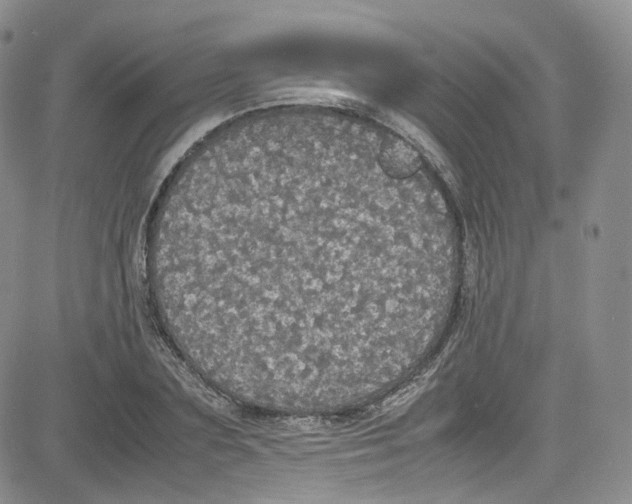 X0000080730883200701051056