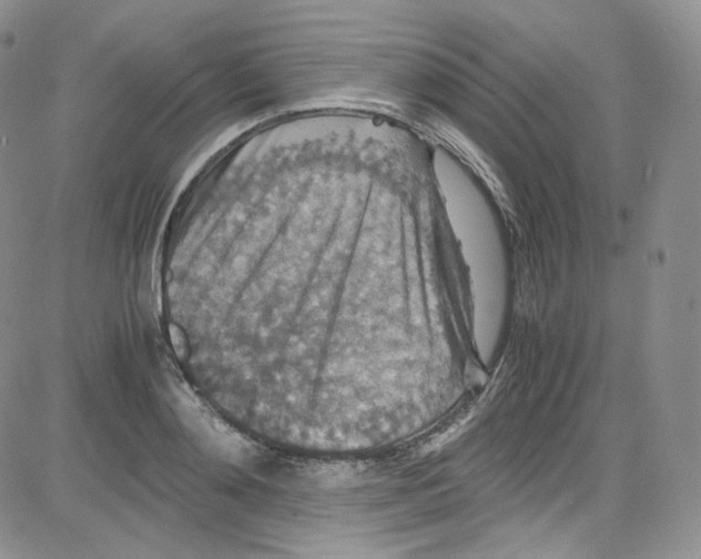 X0000080730892200701051056