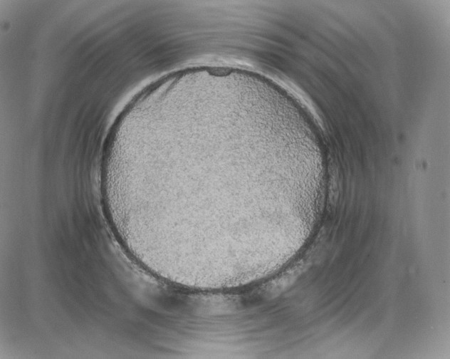 X0000080730896200701051056