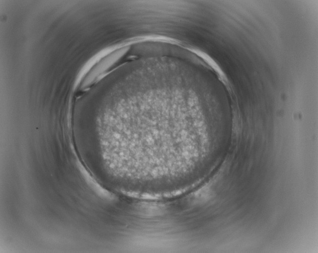 X0000080730910200701051056