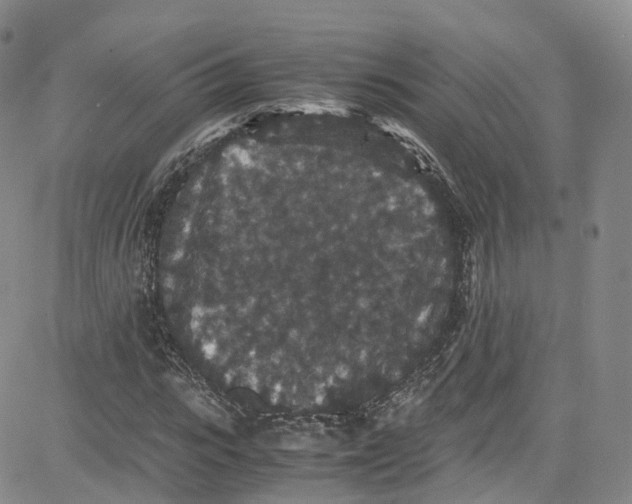 X0000080730919200701051055