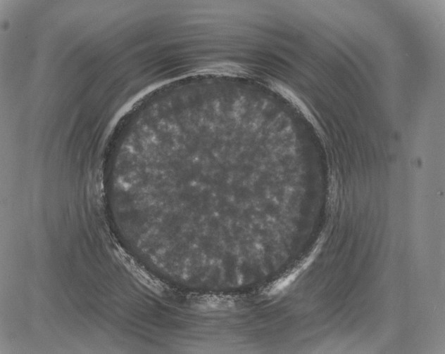 X0000080730923200701051055