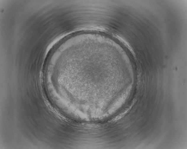 X0000080730928200701051055