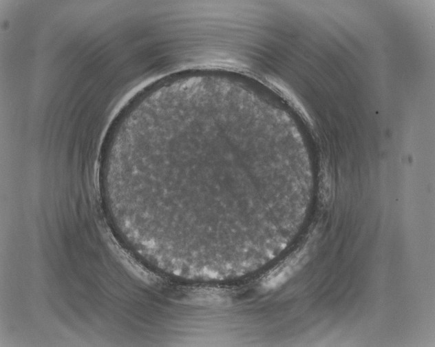 X0000080730932200701051055