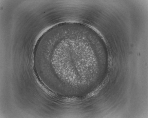 X0000080730935200701051055