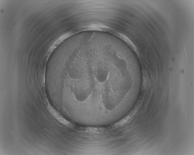 X0000080730938200701051055