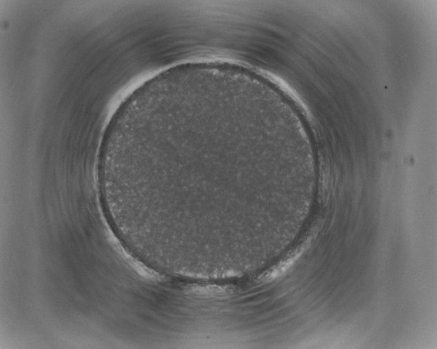 X0000080730943200701051055