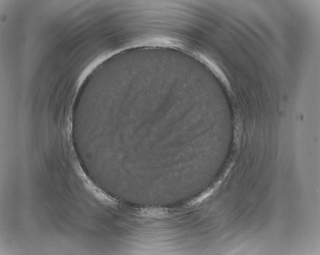 X0000080730944200701051055