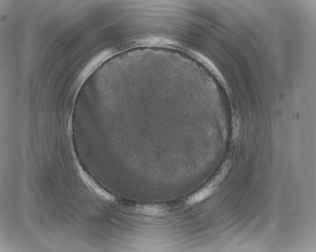 X0000080730946200701051056