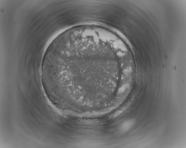 X0000080730951200701051056