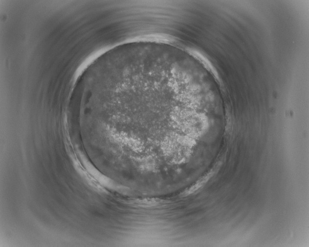 X0000080730952200701051056