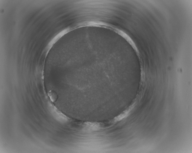 X0000080730954200701051056