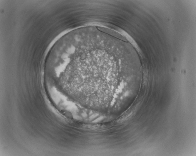 X0000080730955200701051056