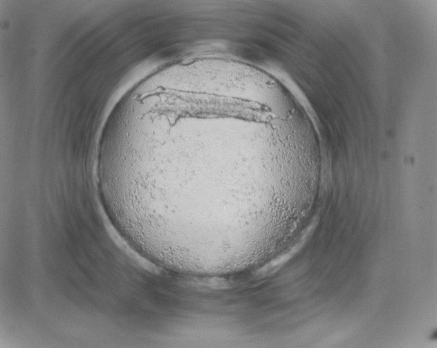 X0000080730957200701051056