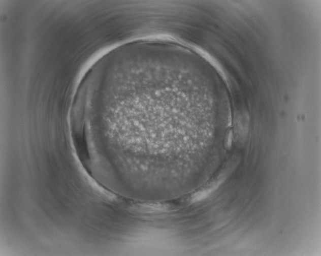 X0000080730959200701051056