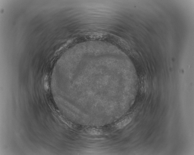 X0000080730962200701051055