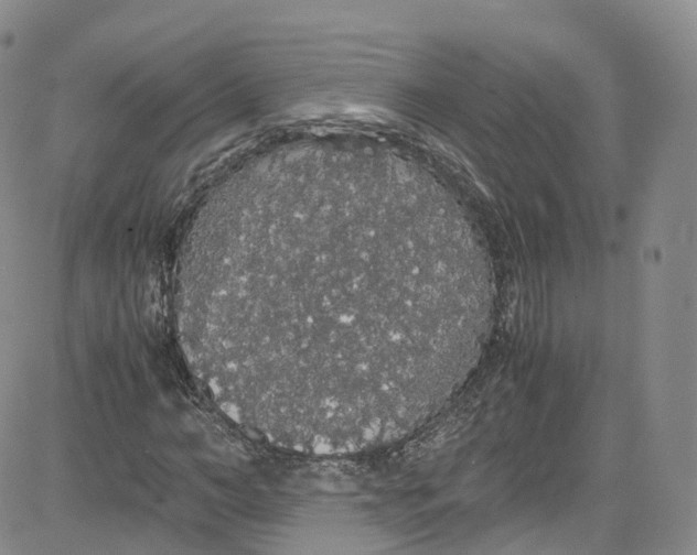 X0000080730966200701051055