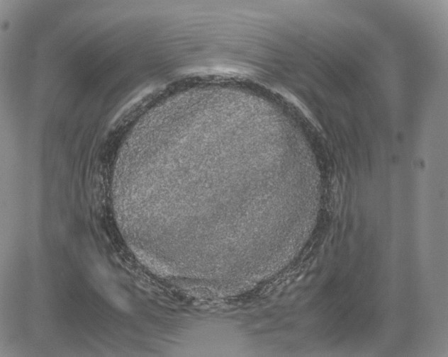 X0000080730967200701051055