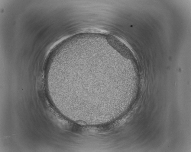 X0000080730971200701051055