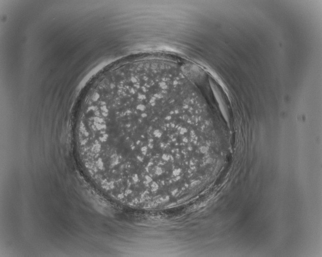 X0000080730975200701051055