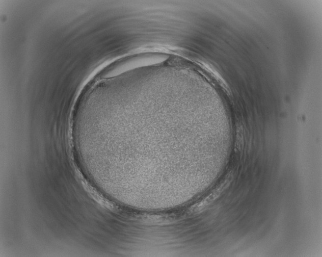 X0000080730976200701051055