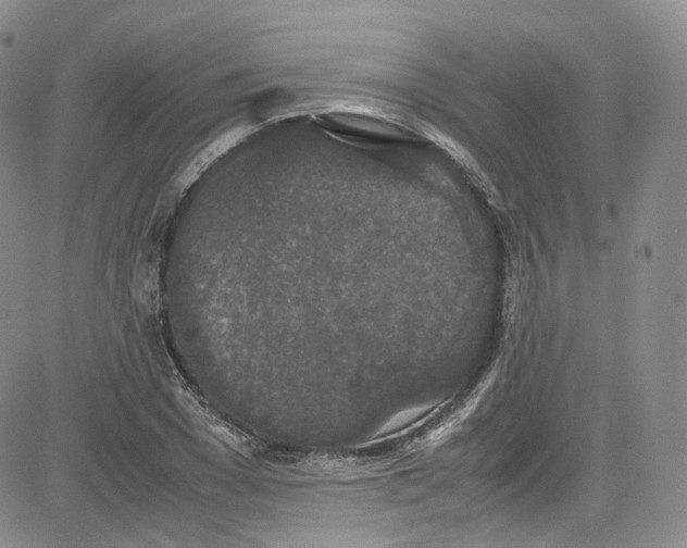 X0000080730977200701051055