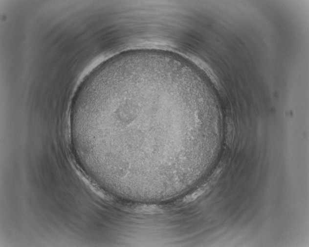 X0000080730982200701051055