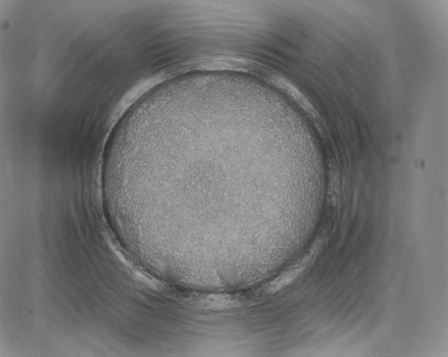 X0000080730986200701051055