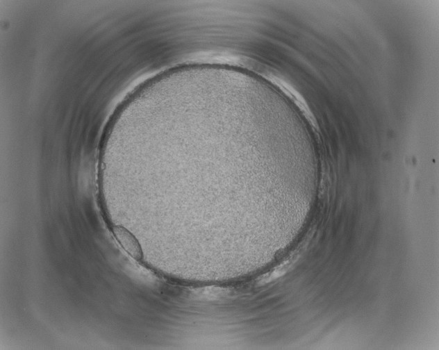 X0000080730992200701051054