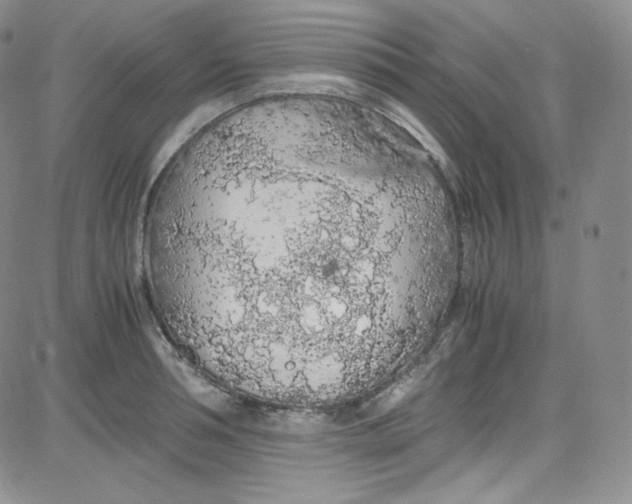 X0000080730994200701051054