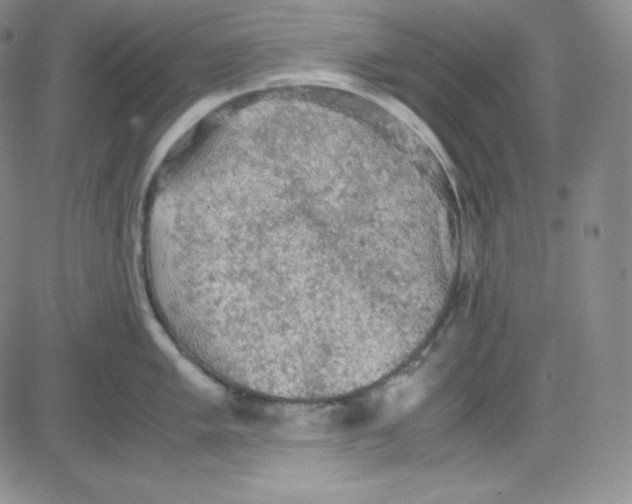 X0000080731005200701051054